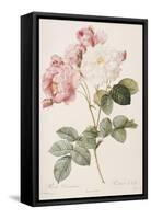 Rosa Damascena-Pierre-Joseph Redouté-Framed Stretched Canvas