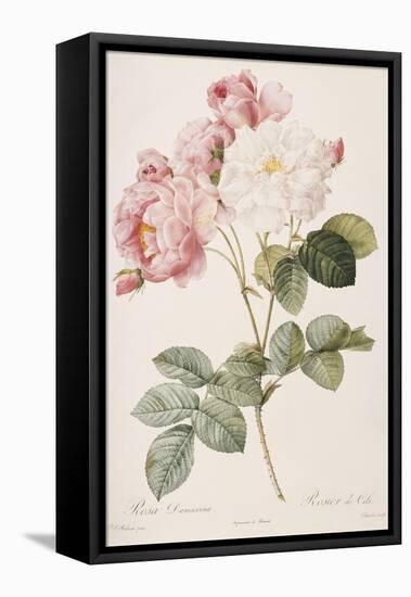 Rosa Damascena-Pierre-Joseph Redouté-Framed Stretched Canvas