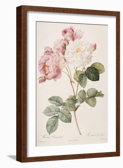 Rosa Damascena-Pierre-Joseph Redouté-Framed Giclee Print
