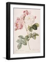 Rosa Damascena-Pierre-Joseph Redouté-Framed Giclee Print