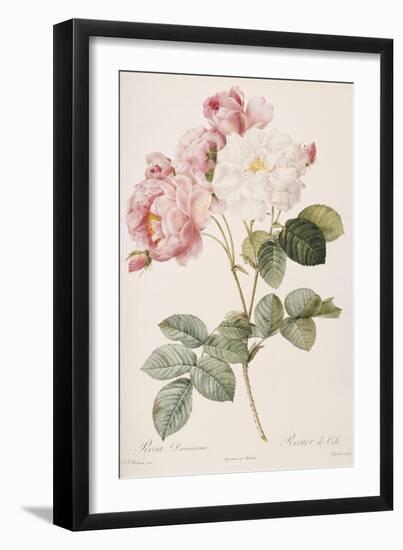 Rosa Damascena-Pierre-Joseph Redouté-Framed Giclee Print