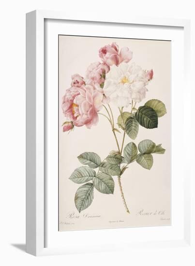 Rosa Damascena-Pierre-Joseph Redouté-Framed Giclee Print