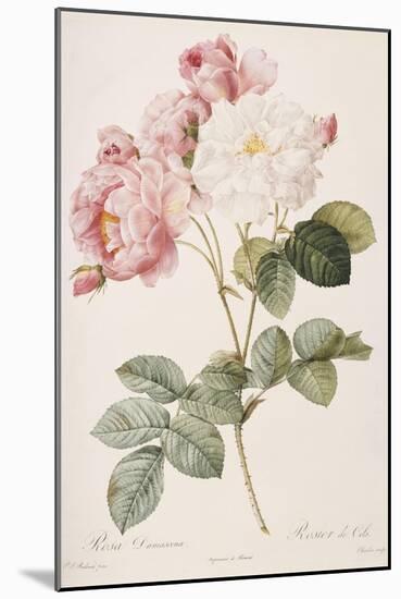 Rosa Damascena-Pierre-Joseph Redouté-Mounted Giclee Print