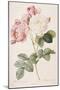 Rosa Damascena-Pierre-Joseph Redouté-Mounted Giclee Print