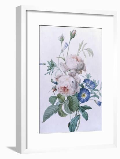 Rosa Damascena-Pierre-Joseph Redouté-Framed Giclee Print