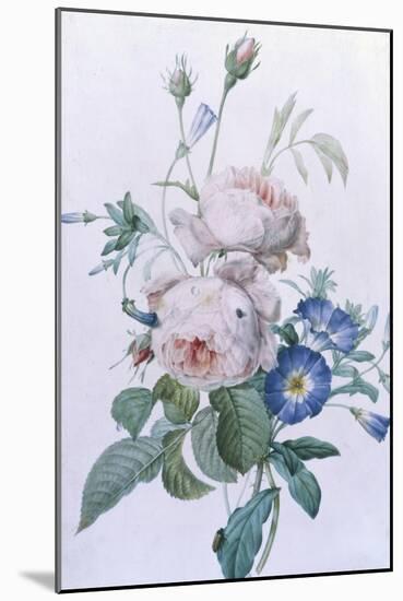 Rosa Damascena-Pierre-Joseph Redouté-Mounted Giclee Print