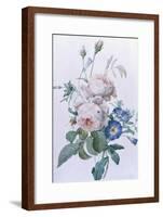 Rosa Damascena-Pierre-Joseph Redouté-Framed Giclee Print