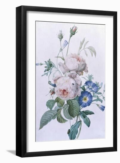 Rosa Damascena-Pierre-Joseph Redouté-Framed Premium Giclee Print