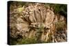 Rosa De Piedra (Stone Rose), Rock Formation, Tenerife, Canary Islands, 2007-Peter Thompson-Stretched Canvas