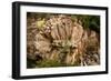 Rosa De Piedra (Stone Rose), Rock Formation, Tenerife, Canary Islands, 2007-Peter Thompson-Framed Photographic Print