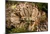 Rosa De Piedra (Stone Rose), Rock Formation, Tenerife, Canary Islands, 2007-Peter Thompson-Mounted Photographic Print