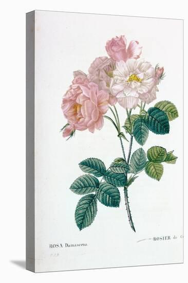 Rosa Demascena-Pierre-Joseph Redouté-Stretched Canvas