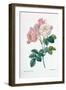 Rosa Demascena-Pierre-Joseph Redouté-Framed Giclee Print