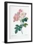 Rosa Demascena-Pierre-Joseph Redouté-Framed Giclee Print