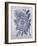 Rosa Dorada - Indigo-Tania Bello-Framed Giclee Print