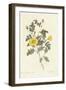 Rosa Eglanteria Luteola-Pierre-Joseph Redouté-Framed Giclee Print