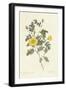 Rosa Eglanteria Luteola-Pierre-Joseph Redouté-Framed Giclee Print