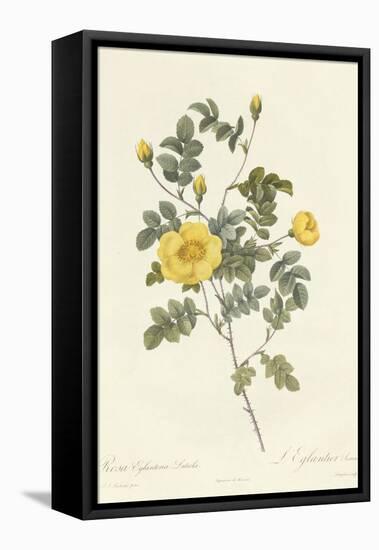 Rosa Eglanteria Luteola-Pierre-Joseph Redouté-Framed Stretched Canvas