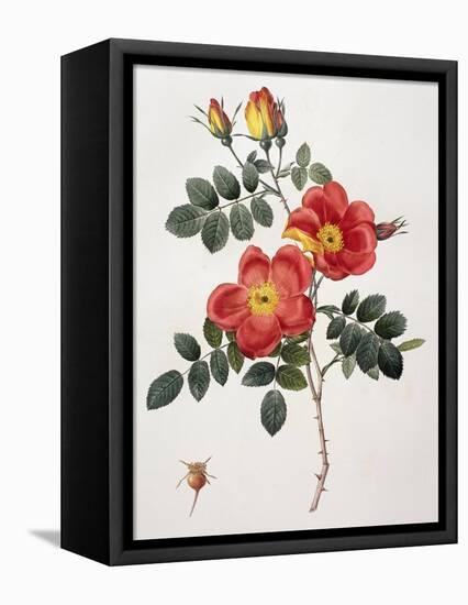 Rosa Eglanteria-Pierre-Joseph Redouté-Framed Stretched Canvas