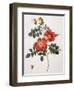 Rosa Eglanteria-Pierre-Joseph Redouté-Framed Giclee Print