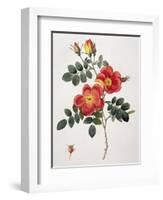 Rosa Eglanteria-Pierre-Joseph Redouté-Framed Giclee Print