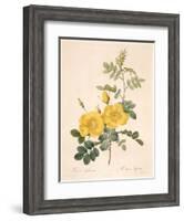 Rosa Eglanteria-Pierre-Joseph Redouté-Framed Giclee Print