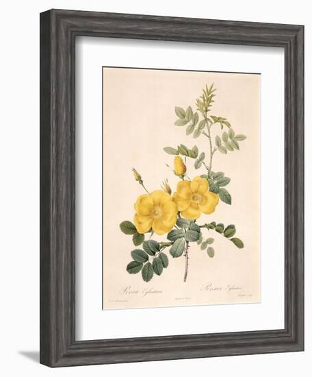 Rosa Eglanteria-Pierre-Joseph Redouté-Framed Giclee Print