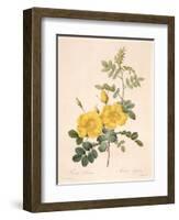 Rosa Eglanteria-Pierre-Joseph Redouté-Framed Giclee Print