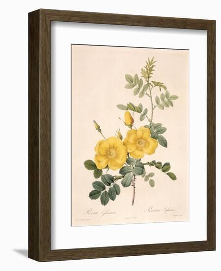 Rosa Eglanteria-Pierre-Joseph Redouté-Framed Giclee Print