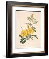 Rosa Eglanteria-Pierre-Joseph Redouté-Framed Giclee Print