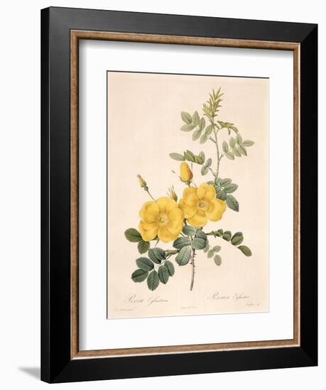 Rosa Eglanteria-Pierre-Joseph Redouté-Framed Giclee Print