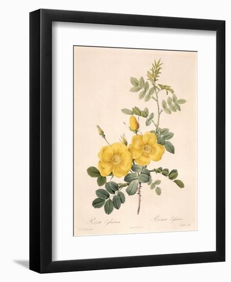 Rosa Eglanteria-Pierre-Joseph Redouté-Framed Giclee Print