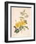 Rosa Eglanteria-Pierre-Joseph Redouté-Framed Giclee Print