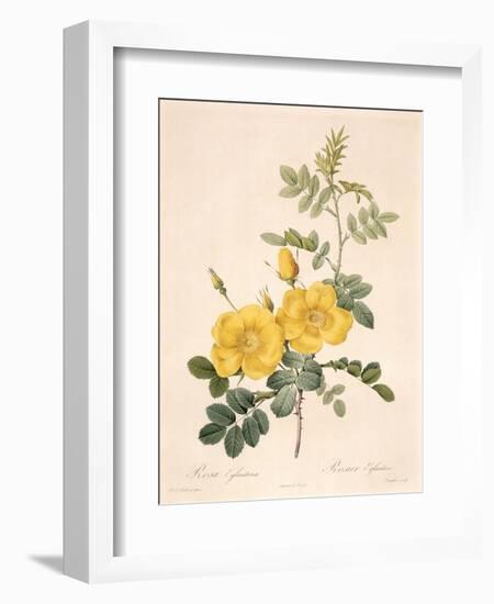 Rosa Eglanteria-Pierre-Joseph Redouté-Framed Giclee Print