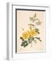 Rosa Eglanteria-Pierre-Joseph Redouté-Framed Giclee Print