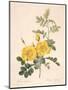 Rosa Eglanteria-Pierre-Joseph Redouté-Mounted Giclee Print