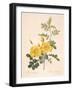 Rosa Eglanteria-Pierre-Joseph Redouté-Framed Giclee Print