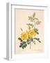 Rosa Eglanteria-Pierre-Joseph Redouté-Framed Giclee Print