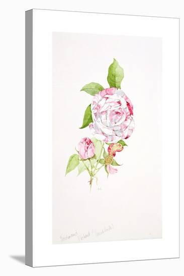 Rosa Ferdinand Pichard-Sarah Creswell-Stretched Canvas