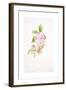 Rosa Ferdinand Pichard-Sarah Creswell-Framed Giclee Print