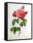 Rosa Gallica Aurelianensis-Pierre-Joseph Redouté-Framed Stretched Canvas