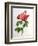 Rosa Gallica Aurelianensis-Pierre-Joseph Redouté-Framed Premium Giclee Print