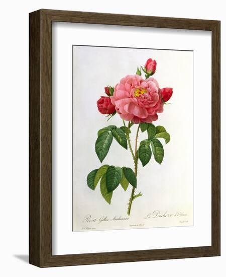 Rosa Gallica Aurelianensis-Pierre-Joseph Redouté-Framed Premium Giclee Print