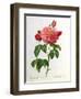 Rosa Gallica Aurelianensis-Pierre-Joseph Redouté-Framed Premium Giclee Print