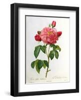 Rosa Gallica Aurelianensis-Pierre-Joseph Redouté-Framed Premium Giclee Print