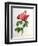 Rosa Gallica Aurelianensis-Pierre-Joseph Redouté-Framed Premium Giclee Print