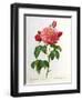 Rosa Gallica Aurelianensis-Pierre-Joseph Redouté-Framed Premium Giclee Print