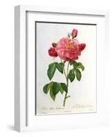 Rosa Gallica Aurelianensis-Pierre-Joseph Redouté-Framed Premium Giclee Print
