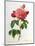 Rosa Gallica Aurelianensis-Pierre-Joseph Redouté-Mounted Premium Giclee Print