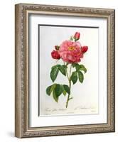 Rosa Gallica Aurelianensis-Pierre-Joseph Redouté-Framed Giclee Print